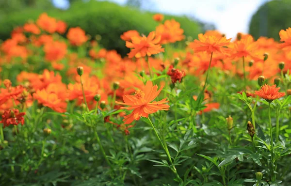 Narancssárga Cosmos Virágok Parkban — Stock Fotó