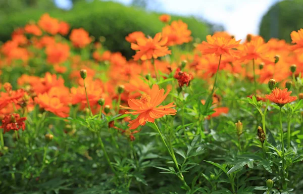 Orange Kosmos Blomster Parken - Stock-foto