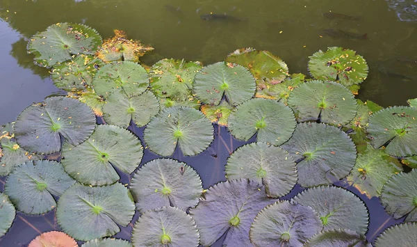 蓮の葉完全に水面へ トップ ビュー — ストック写真