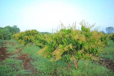 Mango ağaçları tarlada bir demet mango çiçeğiyle.