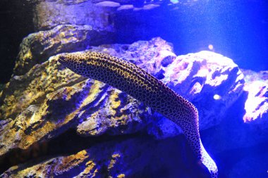 Balpeteği moray yılan balığı (Gymnothorax favagineus) akvaryum tankında suyun altında yüzer..