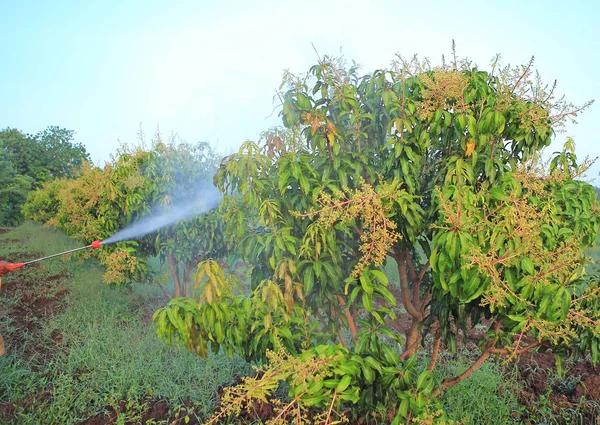 Mangobäume Feld Mit Mangoblüten — Stockfoto