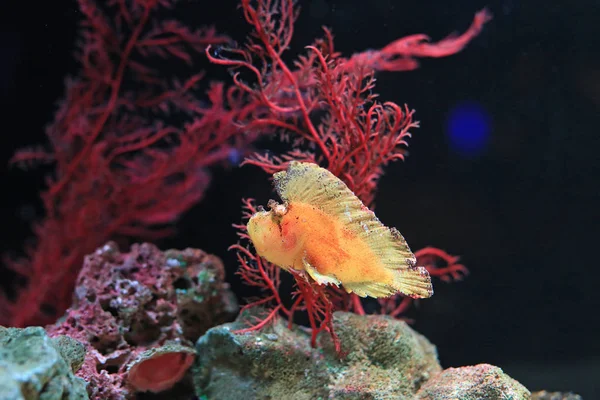 Bladschorpioenvissen Taenianotus Triacanthus Zwemmen Aquarium — Stockfoto