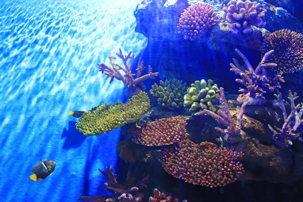 Altı Mercanları Akvaryum Tankında Deniz Manzarası — Stok fotoğraf