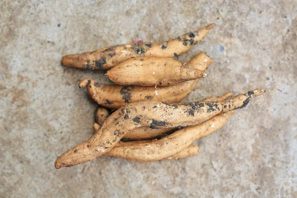 Cassava Fresca Con Terreno Dopo Raccolta Fondo Cemento — Foto Stock