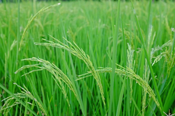Junger Grüner Reis Hintergrund Der Reisfelder — Stockfoto