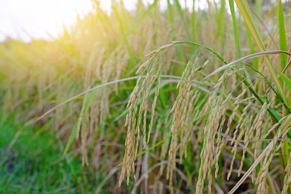 Close Golden Rice Fields Background Rays Sunlight — Stock Photo, Image