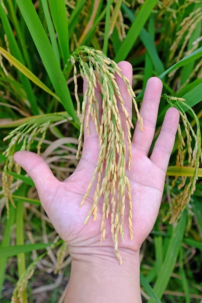 Reisdorn Der Hand Des Bauern Reisfeld Hintergrund — Stockfoto