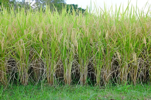 Goldener Reis Auf Den Feldern Hintergrund Reisernte Thailand — Stockfoto
