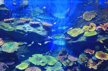 Su altı mercanları akvaryum tankında deniz manzarası.
