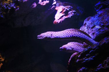 Balpeteği moray yılan balığı (Gymnothorax favagineus) akvaryum tankında suyun altında yüzer..