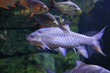 Tatlı su balığı sazan balığı (Cyprinus carpio veya Khela Mahseer) akvaryum tankında suyun altında yüzer..