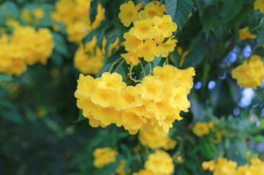 Ağaç dalında trompet çiçeği. Sarı yaşlı Bush, Trumpetbush.