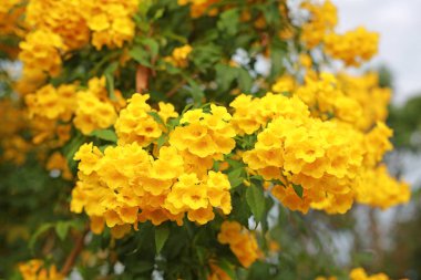 Ağaç dalında trompet çiçeği. Sarı yaşlı Bush, Trumpetbush.