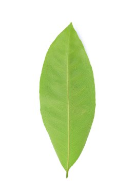 taze yeşil yapraklar üzerinde izole beyaz arka plan.