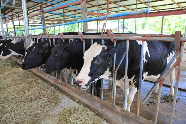 Vaches Mangeant Foin Dans Ferme Thaïlande Étable Vaches Laitières Lait — Photo