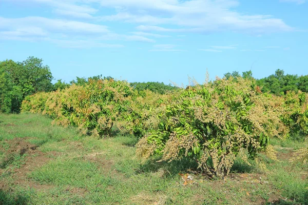 Mango Ağaçları Tarlada Bir Demet Mango Çiçeğiyle — Stok fotoğraf