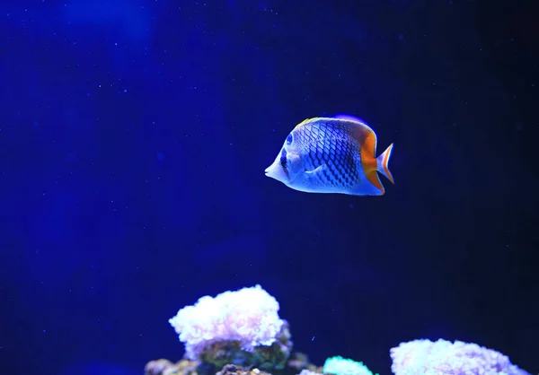 Bellissimo Pesce Barriera Corallina Sott Acqua Vasca Acquario — Foto Stock