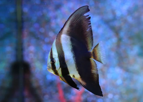 Krásné Korálové Útesy Ryby Pod Vodou Akváriu — Stock fotografie