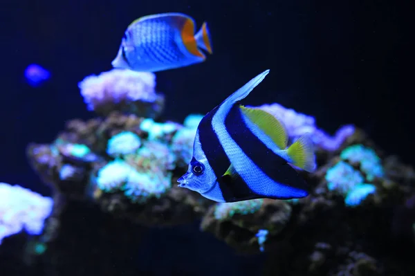 Coralfish Pennant Heniochus Acuminatus Berenang Bawah Air Dalam Akuarium Tangki — Stok Foto