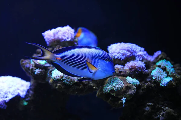 Sohal Tang Acanthurus Sohal Zwemmen Aquarium Tank — Stockfoto