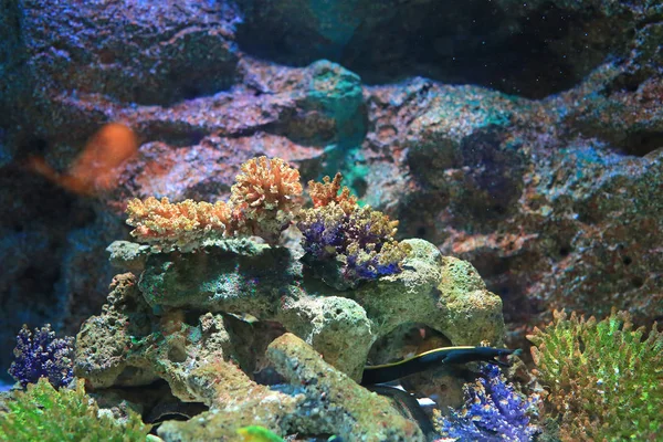 Underwater Corals Reef Sea View Aquarium Tank — ストック写真