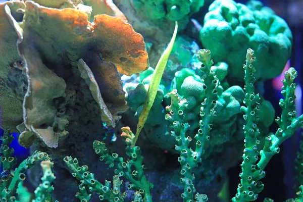Underwater Corals Reef Sea View Aquarium Tank — ストック写真