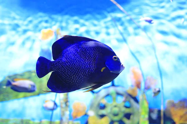 Peixe Anjo Cara Azul Pomacanthus Xanthometopon Nadando Debaixo Água Aquário — Fotografia de Stock