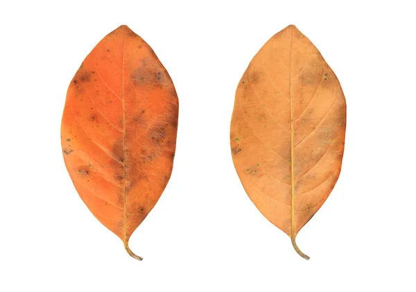 Hojas Secas Otoño Aisladas Sobre Fondo Blanco — Foto de Stock