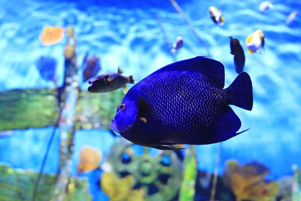 Pez Ángel Cara Azul Pomacanthus Xanthometopon Nadando Bajo Agua Acuario — Foto de Stock