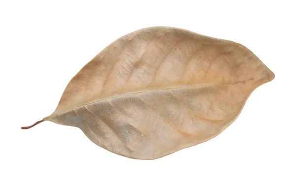 Brown Dry Leaves Isolated White Background — Stock Photo, Image