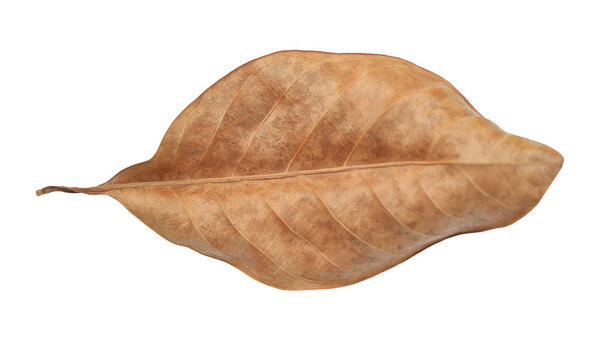 Brown dry leaves isolated over white background.