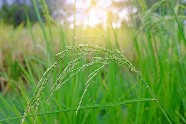 Young Green Rice Rice Fields Background Sunlight — Stock Photo, Image
