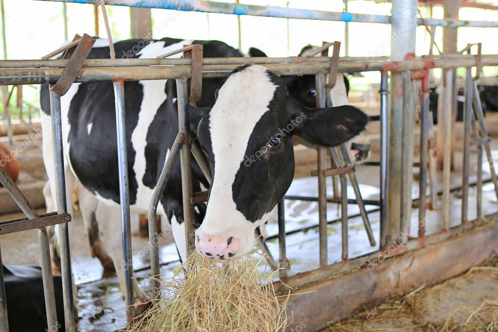 Cows eating hay in cowshed Thailand farm. Dairy cows to production milk.