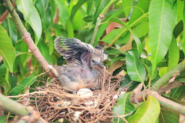 Kanatlı yeni doğmuş kuş ve ağaç dalı üzerinde kuş yuvası bir yumurta.
