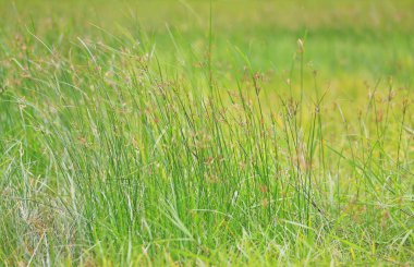 Yeşil arka planda yabani otlar.