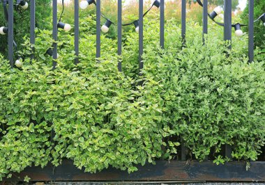 Yeşil yapraklı duvar çiti arka planı. Bahçe dekorasyonu.