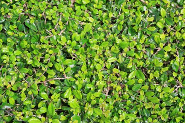 Yeşil yapraklı duvar çiti arka planı. Bahçe dekorasyonu.