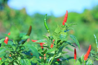 Bahçedeki ağaçta kırmızı ve yeşil biber.
