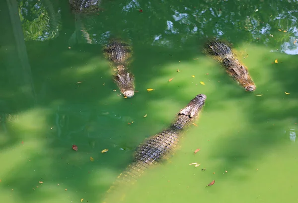 Krokodýli Serverové Farmě Thajsko — Stock fotografie