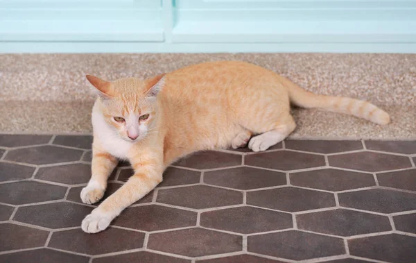 猫尾纹 可爱的黄色条纹猫躺在瓷砖地板上 — 图库照片