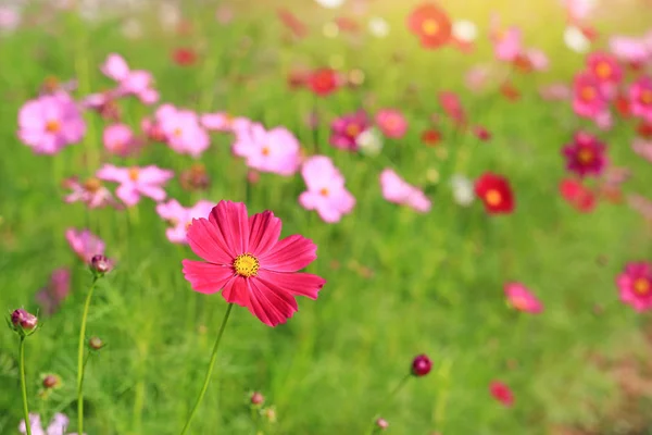 Beautiful Cosmos Flower Blooming Summer Garden Field Rays Sunlight Nature — Stock Photo, Image