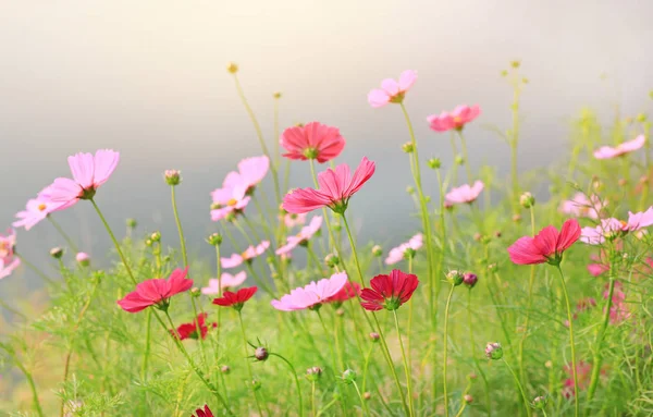 Hermosa Flor Del Cosmos Floreciendo Campo Jardín Verano Con Rayos — Foto de Stock