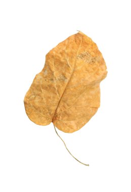 Beyaz arkaplanda kahverengi kuru yapraklar izole.