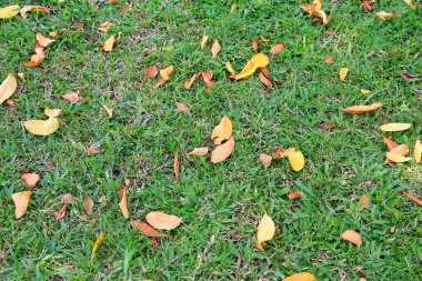Sonbahar kurumuş yapraklar yeşil çimen tarlasına düşer. Yukarıdan görüntüle.