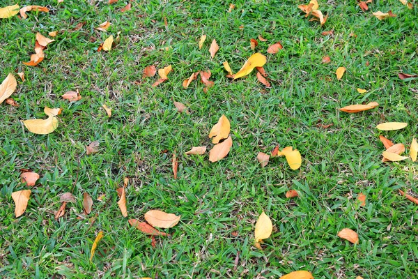 Autunno Foglie Secche Cadere Sul Campo Erba Verde Vista Dall — Foto Stock