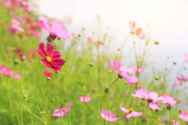 Hermosa Flor Del Cosmos Floreciendo Campo Jardín Verano Con Rayos — Foto de Stock