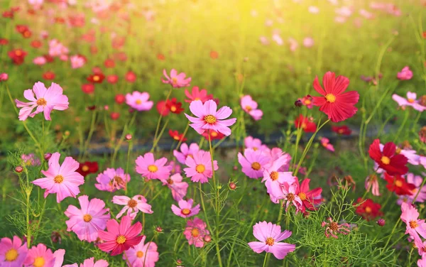 Hermosa Flor Del Cosmos Floreciendo Campo Jardín Verano Con Rayos — Foto de Stock