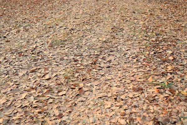 Brown Autumn Fallen Leaves Soil Background — Stock Photo, Image