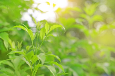 Ağaç yaprakları ve taze yeşil doğa sabah güneşinde bulanık arka planda. Doğal arkaplan.